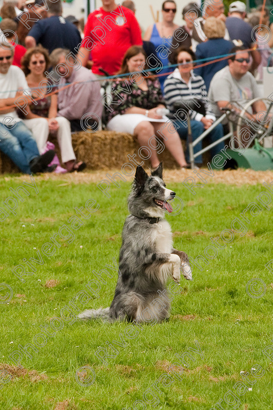 AWC 1489 
 Wanborough Country Show, August 2009, Richard Curtis' K9freestyle Dancing Dog Arena Display 
 Keywords: 2009, arena demonstration, arena display, august, canine freestyle, dog dancing, dog display, England, heelwork to music, k9freestyle, Lynch Field, Lynch Field, Wanborough, Wiltshire, England, UK, richard curtis, UK, wanborough country show, Wanborough, Wiltshire