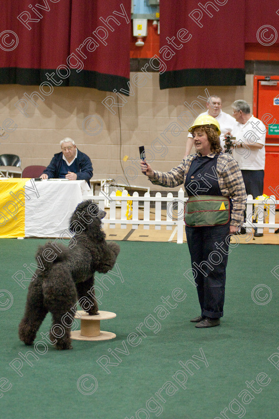 AWC 3986 
 Keywords: 2009, England, Ruth Dunning, UK, Worcester, Worcestershire, april, competition, heelwork to music, westglen