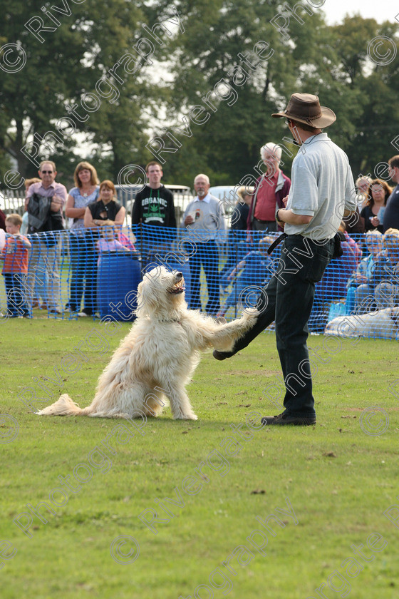 AWC 6964 
 Keywords: 2010, Chobham, Millbrook Animal Centre, RSPCA, Richard Curtis, arena demonstration, september