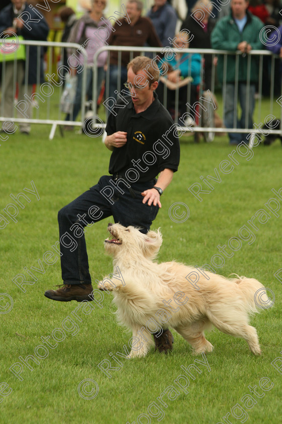 AWC 7276 
 Keywords: 2010, Kent, MDS Shows Ltd, Paws in the Park, Richard Curtis, arena demonstrations, paddock wood, whizzy