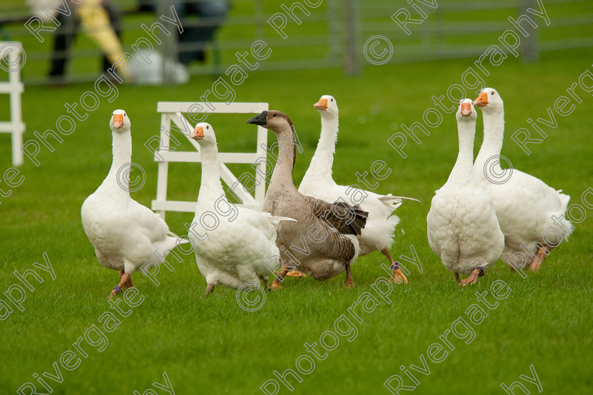 AWC 0746-2 
 Keywords: 0771 313 8528, 2009, England, Harrogate, North Yorkshire, UK, arena demonstration, arena display, august, duck herding, elaine hill, harrogate game fair, info@elainehill-sheepdogs.co.uk, sheepdog display