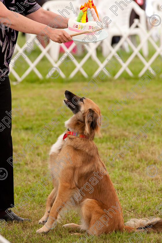 AWC 8159 
 Keywords: 2009, England, June, MDS Ltd, Paws in the Park, UK, broadlands, competition, hampshire, heelwork to music, paws in music, romsey