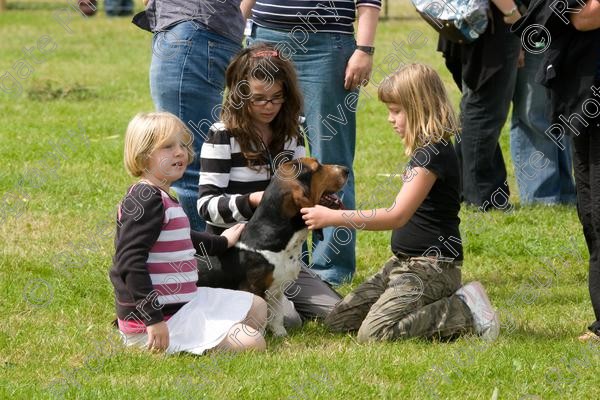 IMG 3238 
 Hatfield House Country Show 2008 Albany Bassett Hounds 
 Keywords: albany bassett hounds, hatfield house country show, meet and greet, pet, stroke