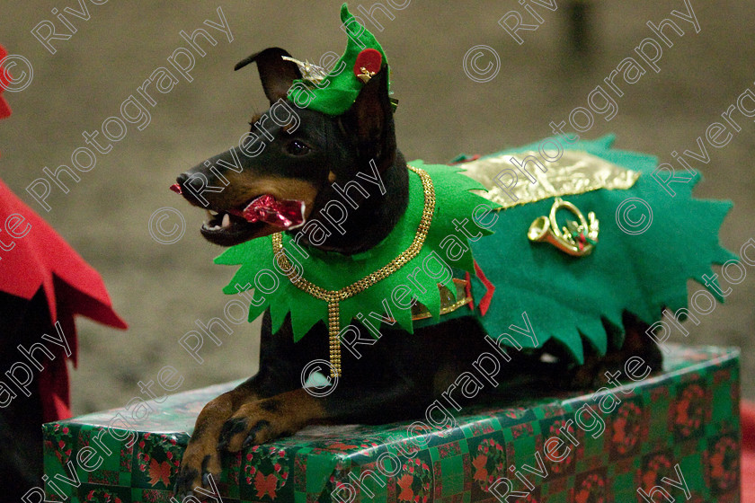 AWC 8118 
 Keywords: 2009, Fancy Dress, Xmas Party, december, dogs, wellow agility club