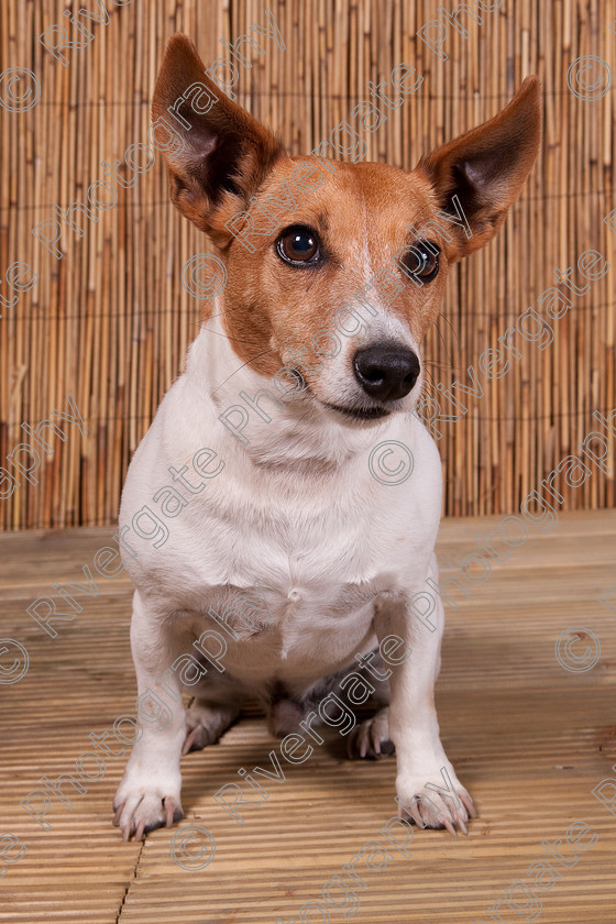 AWC 9438 
 Keywords: 2009, Ower, dogs, july, portraits, wellow agility club