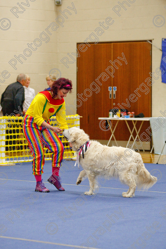 AWC 6321 
 Keywords: 2009, Anita Hartland, Aprix Alford, Barnard Castle, County Durham, DL12 8DS, Judges Jeanette Fyfe, May, Northern Mutts N Music, Paudell Precious Gem, Royal Canin, Starters Freestyle, Strathmore Road, Teesdale Sports Centre, canine freestyle, competition, golden retriever, heelwork to music, penny draper