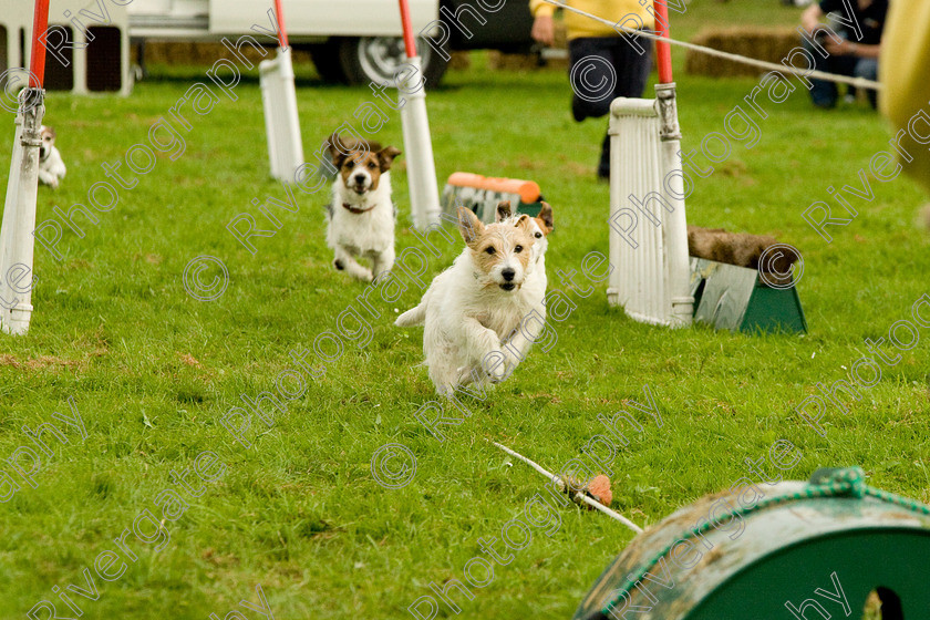 AWC 1816 
 Keywords: England, Lynch Field, UK, Wanborough, Wiltshire, arena demonstration, arena display, cyril the squirrel, terrier racing, wanborough country show