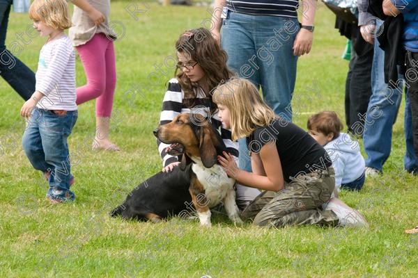 IMG 3235 
 Hatfield House Country Show 2008 Albany Bassett Hounds 
 Keywords: albany bassett hounds, hatfield house country show, meet and greet, pet, stroke