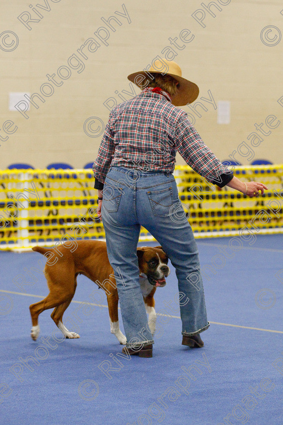 AWC 6298 
 Keywords: 2009, Amanda Jinks, Anita Hartland, Barnard Castle, Boxer, County Durham, DL12 8DS, Judges Jeanette Fyfe, May, Nel Gwynne Seefeld, Northern Mutts N Music, Royal Canin, Starters Freestyle, Strathmore Road, Teesdale Sports Centre, canine freestyle, competition, heelwork to music, penny draper