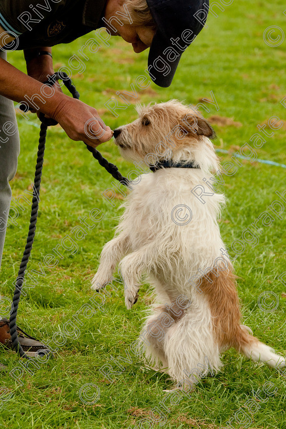 AWC 1560 
 Keywords: England, Lynch Field, UK, Wanborough, Wiltshire, wanborough country show