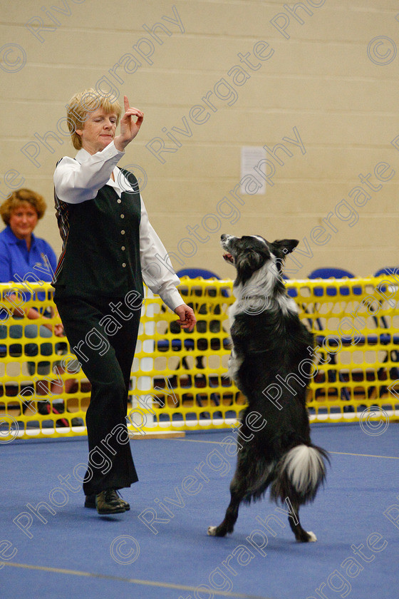 AWC 5924 
 Keywords: 2009, Barnard Castle, Chance of Freedom, County Durham, DL12 8DS, Intermediate Heelwork to Music, May, Northern Mutts N Music, Royal Canin, Strathmore Road, Sue Leyland, Teesdale Sports Centre, border collie, canine freestyle, competition, heelwork to music