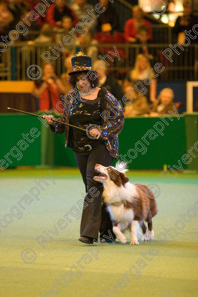 IMG 7376 
 Ann De Rizzio with Stillmoor Touch of Spice performing at Crufts 2008 in the Arena at the NEC Birmingham 
 Keywords: 2008, Arena, BC, Display, NEC, Stillmoor Touch of Spice, ann de rizzio, birmingham, border collie, canine freestyle, crufts, dancing, dogs, heelwork to music, htm, march, performance