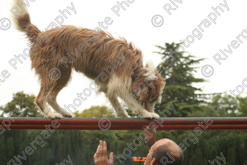 AWC 7578 
 Keywords: ANIMAL HEALTH TRUST, Gala Day, KENTFORD, Lanwades Park, Newmarket, Suffolk, dogs, parallel bars, rockwood dog display team