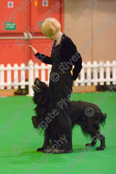 IMG 8528 
 Heelwork to Music and Canine Freestyle Competitions held at Westglen in April 2008 
 Keywords: 2008, Bilford Road, Perdiswell Leisure Centre, WR3 8DX, Worcester, april, competition, heelwork to music, westglen, alison davidson