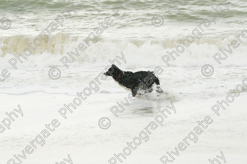 AWC 4197 
 Hengistbury Head, Richard Curtis' dogs on the beach 
 Keywords: 2008, beach, border collie, december, dogs, hengistbury head, random dog, running through surf, unknown dog