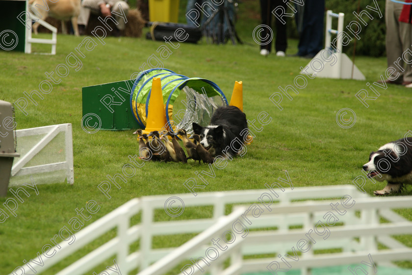 AWC 7538 
 Keywords: ANIMAL HEALTH TRUST, Gala Day, KENTFORD, Lanwades Park, Newmarket, Suffolk, duck herding, ducks, elaine hill sheep dog show