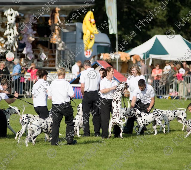 AWC 1042 
 Paws in the Park 2008 at The Hop Farm, Paddock Wood, Kent, organised by MDS Ltd 
 Keywords: 2008, paddock wood, paws in the park, september