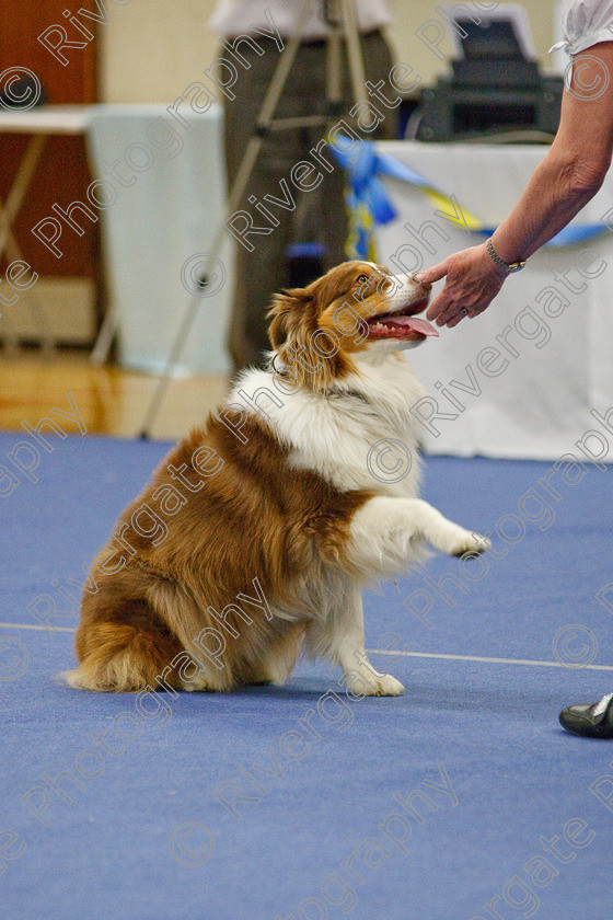 AWC 6450 
 Keywords: 2009, Barnard Castle, County Durham, DL12 8DS, Judges: Jackie Clarke, May, Northern Mutts N Music, Royal Canin, Starters Freestyle, Strathmore Road, Teesdale Sports Centre, canine freestyle, competition, heelwork to music