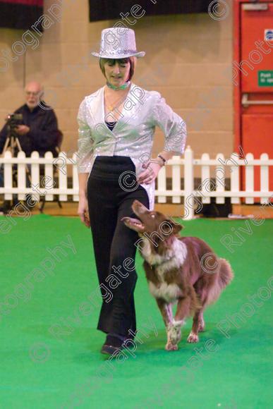 IMG 8632 
 Heelwork to Music and Canine Freestyle Competitions held at Westglen in April 2008 
 Keywords: 2008, Bilford Road, Perdiswell Leisure Centre, WR3 8DX, Worcester, april, cath hardman, competition, heelwork to music, westglen, kath hardman, advanced, htm