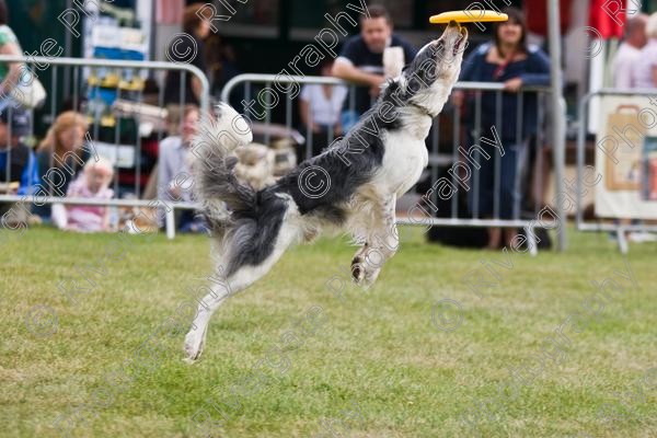 IMG 0171 
 Paws in the Park 2007 at The Hop Farm, Paddock Wood, Kent, organised by MDS Ltd 
 Keywords: 2007, Paws in the Park, The Hop Farm, september, frisbee, disc, dog, canine, catching, jumping, agility, country show, event,