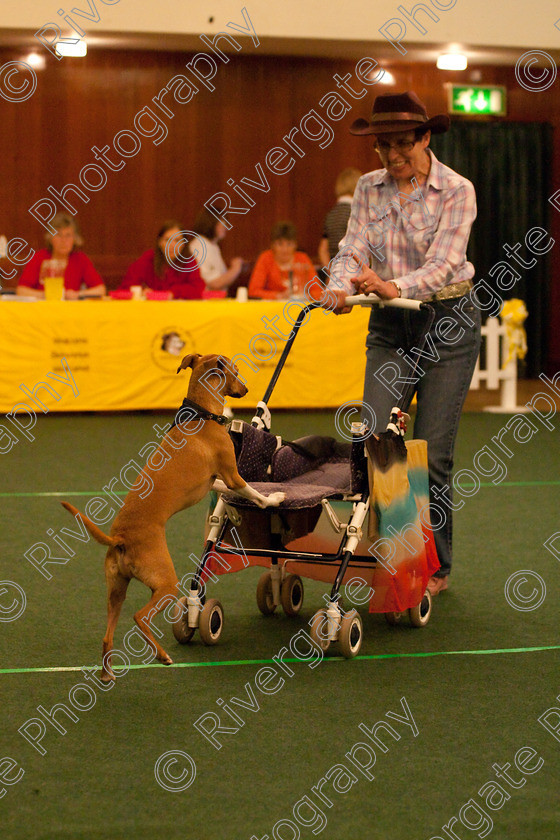 AWC 2705 
 Keywords: 2010, Intermediate Freestyle, april, heelwork to music, valerie perkins, westglen