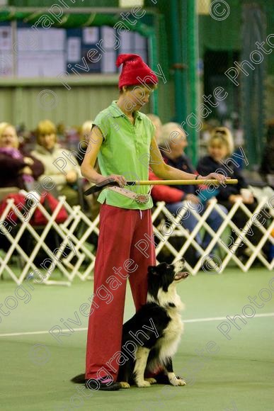 IMG 5799 
 Keywords: 2008, K9 Freestyle, Rugby DTC, canine freestyle, competition, connexions leisure centre, coventry, dancing dogs, february, heelwork to music, , ryton on dunsmore