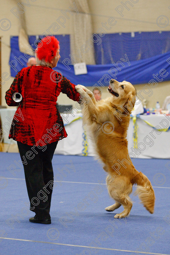 AWC 6599 
 Keywords: 2009, Barnard Castle, Class 6a, County Durham, DL12 8DS, Jeannette Fife, Judges: Penny Draper, May, Northern Mutts N Music, Novice Freestyle, Rainscourt Zi Folly, Richard Curtis, Royal Canin, Strathmore Road, Teesdale Sports Centre, annette lowe, canine freestyle, competition, golden retriever, heelwork to music