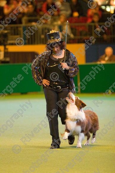 IMG 7351 
 Ann De Rizzio with Stillmoor Touch of Spice performing at Crufts 2008 in the Arena at the NEC Birmingham 
 Keywords: 2008, Arena, BC, Display, NEC, Stillmoor Touch of Spice, ann de rizzio, birmingham, border collie, canine freestyle, crufts, dancing, dogs, heelwork to music, htm, march, performance