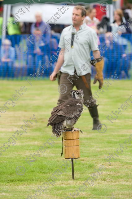 AWC 0033 
 RSPCA Milbrook, Chobham, Woking, 2005, arena demonstrations and displays, charity 
 Keywords: chris o'donnell, hawk experience, millbrook, owl, woking