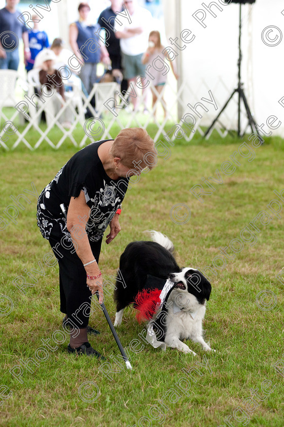 AWC 7913 
 Keywords: 2009, England, June, MDS Ltd, Paws in the Park, UK, broadlands, competition, hampshire, heelwork to music, paws and music, paws n music, romsey