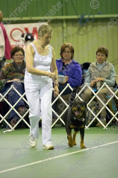 IMG 5794 
 Keywords: 2008, K9 Freestyle, Rugby DTC, canine freestyle, competition, connexions leisure centre, coventry, dancing dogs, february, heelwork to music, , ryton on dunsmore