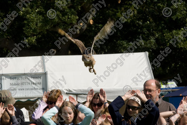 IMG 3474 
 Hatfield House Country Show 2008 Birds of Prey and Falconry 
 Keywords: Hatfield House Country Show, Birds of Prey, Falconry, Arena Demonstration, James McKay and son.