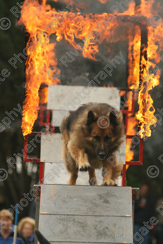 AWC 7553 
 Keywords: ANIMAL HEALTH TRUST, Gala Day, KENTFORD, Lanwades Park, Newmarket, Suffolk, agility, dogs, rings of fire, rockwood dog display team