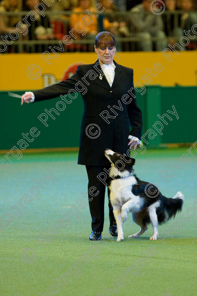 IMG 7598 
 Keywords: 2008, Arena, Display, Iatka Spring Spangle, NEC, WS, birmingham, canine freestyle, crufts, dancing, dogs, heelwork to music, htm, karen sykes, march, performance, working sheepdog