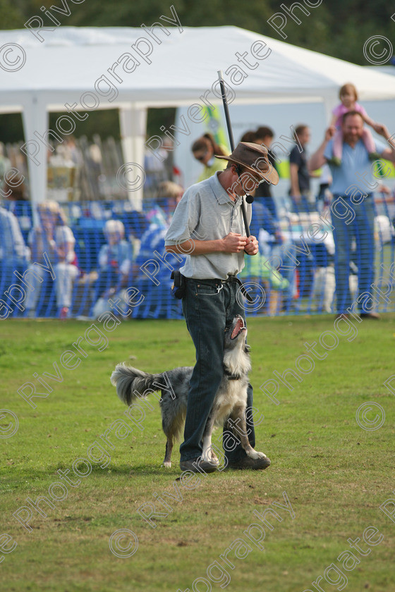 AWC 6942 
 Keywords: 2010, Chobham, Millbrook Animal Centre, RSPCA, Richard Curtis, arena demonstration, september