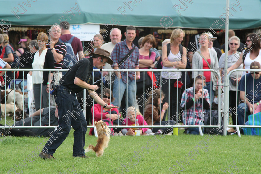 AWC 7364 
 Keywords: 2010, Chihuahua cross, Kent, MDS Shows Ltd, Paws in the Park, Richard Curtis, arena demonstrations, paddock wood, running