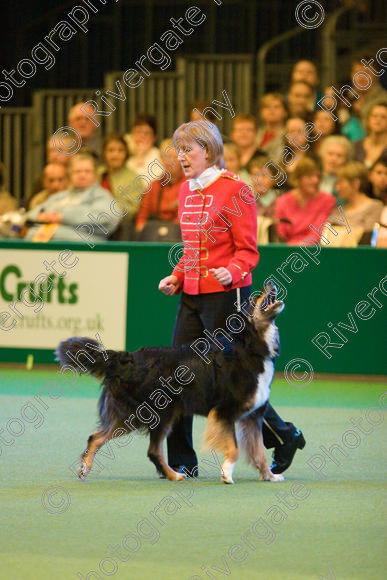 IMG 7470 
 Mary Muxworthy performing Advanced Heelwork to Music at the Crufts competition at the NEC Arena in Birmingham in March 2008 
 Keywords: 2008, Arena, Collywobble Cenltic Harry, Display, NEC, WS, Working Sheep dog, birmingham, canine freestyle, crufts, dancing, dogs, heelwork to music, htm, march, mary muxworthy, performance