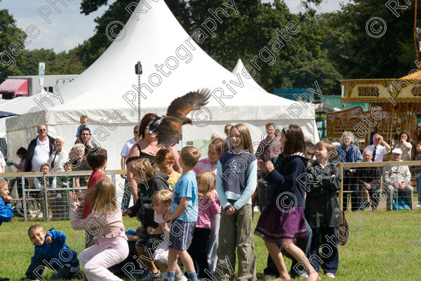 IMG 3502 
 Hatfield House Country Show 2008 Birds of Prey and Falconry 
 Keywords: Hatfield House Country Show, Birds of Prey, Falconry, Arena Demonstration, James McKay and son.