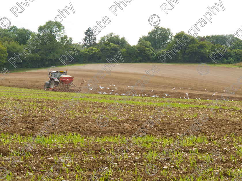 IMG 3702 
 Keywords: A32, field, scenery, seeding, tractor, west meon, farming, agriculture, uk, england, field, trees, green, scene, landscape, country, farm, nature, britain, environment, countryside, scenery, planting, wildlife, wild, scenic, growing, seed, harvest, hampshire, downs, outdoors, woodland, farmers