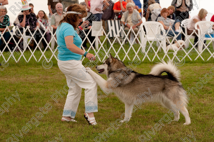 AWC 8258 
 Keywords: 2009, England, June, MDS Ltd, Paws in the Park, UK, broadlands, competition, hampshire, heelwork to music, paws in music, romsey