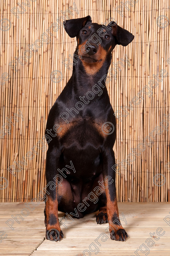 AWC 9571 
 Keywords: 2009, Ower, dogs, july, portraits, wellow agility club