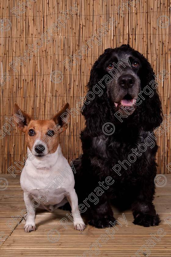 AWC 9431 
 Keywords: 2009, Ower, dogs, july, portraits, wellow agility club