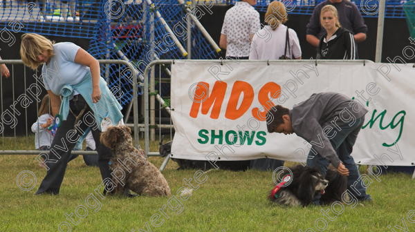 IMG 0195-01 
 Paws in the Park, 2005 MDS Shows Ltd Canford Park Arena, Poole, Dorset.