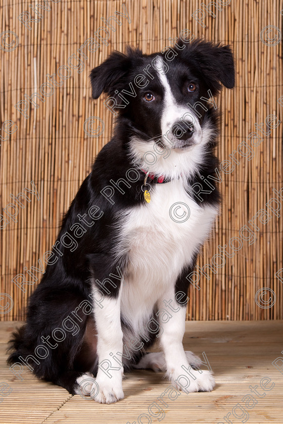 AWC 9546 
 Keywords: 2009, Ower, dogs, july, portraits, wellow agility club