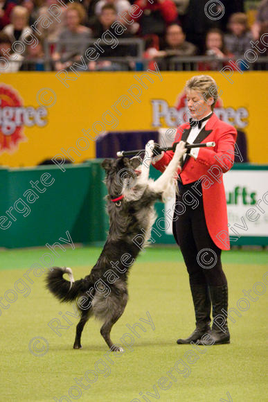 IMG 8047 
 Keywords: 2008, Arena, Display, NEC, birmingham, canine freestyle, crufts, dancing, dogs, heelwork to music, htm, march, performance, mary ray,