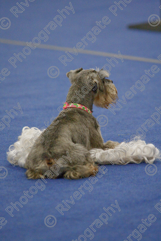 AWC 6583 
 Keywords: 2009, Barnard Castle, Class 6a, County Durham, DL12 8DS, Jennifer Martindale, Judges: Penny Draper, May, Miniature Schnauzer, Northern Mutts N Music, Novice Freestyle, Richard Curtis, Royal Canin, Sapphire Dream, Strathmore Road, Teesdale Sports Centre, annette lowe, canine freestyle, competition, heelwork to music