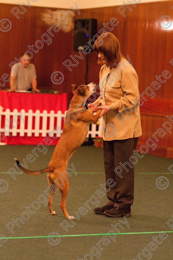 AWC 2192 
 Keywords: 2010, april, competition, heelwork to music, karen sykes, novice heelwork to music part 1, west glen