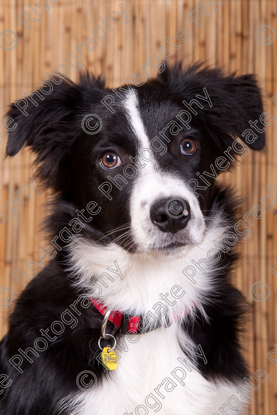 AWC 9544 
 Keywords: 2009, Ower, dogs, july, portraits, wellow agility club