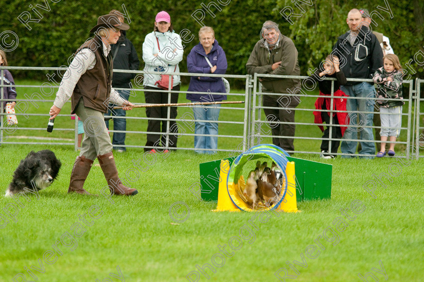 AWC 0794-2 
 Keywords: 0771 313 8528, 2009, England, Harrogate, North Yorkshire, UK, arena demonstration, arena display, august, duck herding, elaine hill, harrogate game fair, info@elainehill-sheepdogs.co.uk, sheepdog display