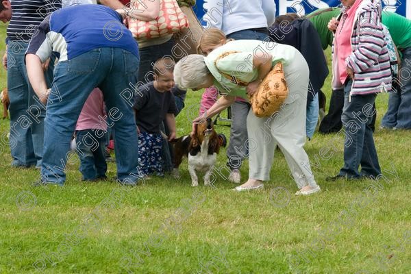 IMG 3207 
 Hatfield House Country Show 2008 Albany Bassett Hounds 
 Keywords: albany bassett hounds, hatfield house country show, meet and greet, pet, stroke